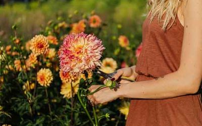 Plant Sale Cancellation